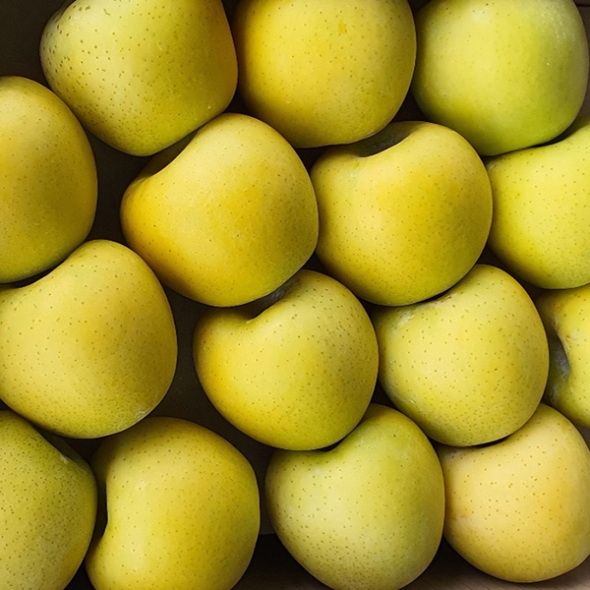 [사과최고] 황금빛 시나노 골드 사과 2kg 3kg 5kg 오커