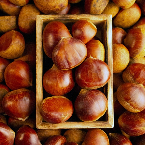 [자연속애] 충남부여 햇 알밤 1kg/2kg/3kg/5kg(대)