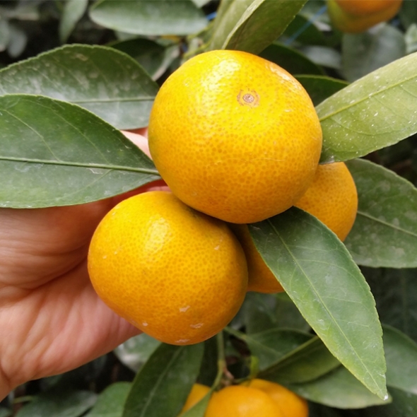 [주말특가] 감귤캄스 새콤달콤 제주감귤 가정용 3kg 5kg 노지 감귤