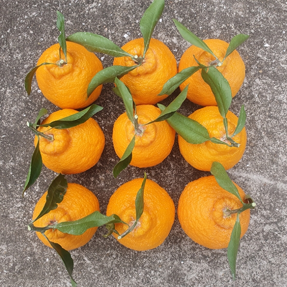 [선물용] 프리미엄 고당도 한라봉(푸)