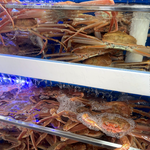 구룡포 활 연안대게 국산대게 3~5미 생물배송or찜배송 선택