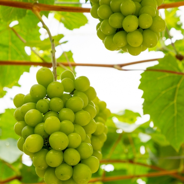 [부엌애] 당도선별 김천 프리미엄 샤인머스켓 1.3kg/2kg