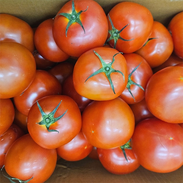 프리미엄 완숙토마토(푸)