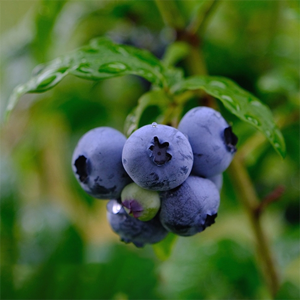 프리미엄 생 블루베리(푸)