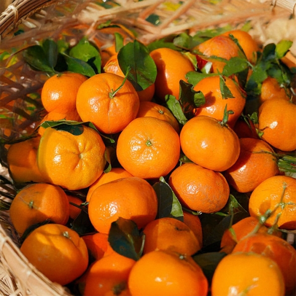 [제주직송] 프리미엄 노지감귤