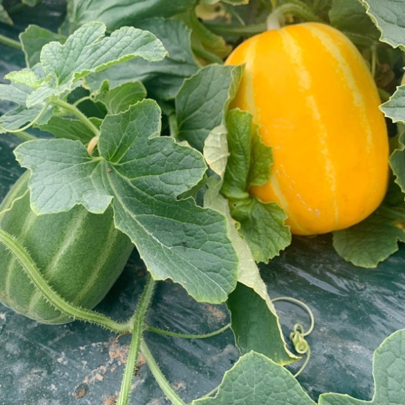  국내산 -가정용 성주참외 중과 5kg (15-22과내외)- [산지]
