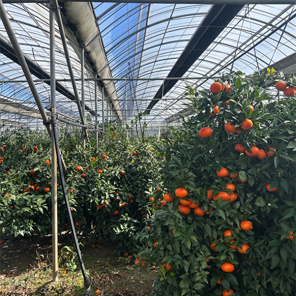 [주말특가] 짙은 단맛의 귀한귤  홍미향