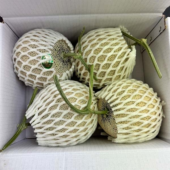 고당도 선별 머스크 메론 1.5kg