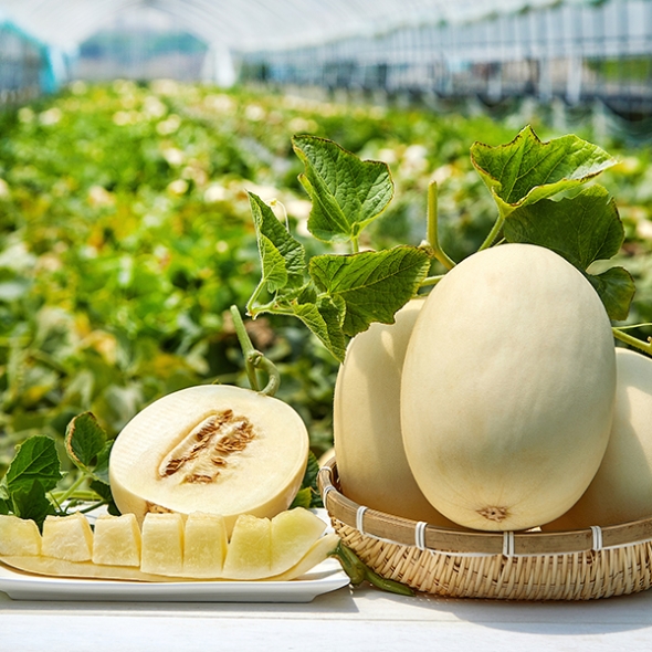 [오커최고] 설향 메론  신품종 멜론 1.5kg 3kg
