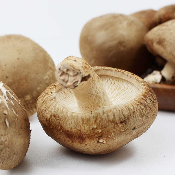 예산청년농부의 국내산 무농약 생표고버섯 1kg