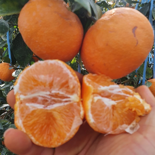 프리미엄 고당도 레드향(푸)