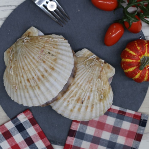 이순신수산 참가리비 국내산 동해안 고성 가리비 구이 회 찜 대왕가리비 수입산 1kg