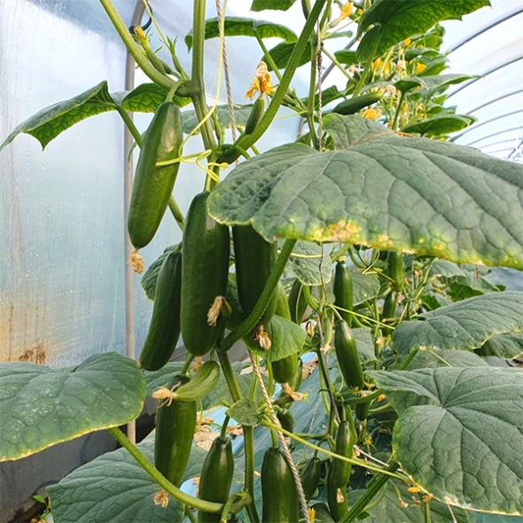 국내산 미니오이(푸)