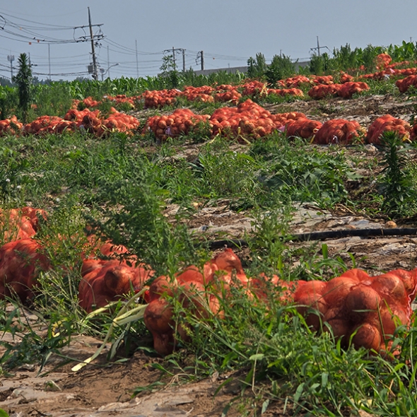 [만원의 행복] 단단하고 아삭한 국내산 양파