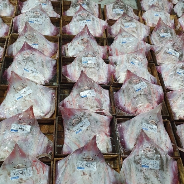 [주말특가] 오리지날 흑산도 홍어 국내산 홍어 암치 250g 500g 1kg 숙성도 택 1