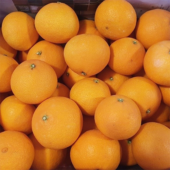 [주말특가] 과즙이 일품인  고당도  황금향(푸)