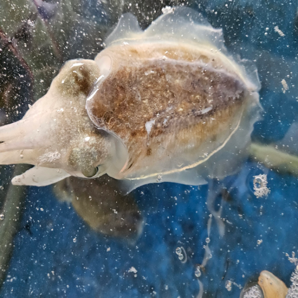 [ 살아있을때 보내드리는 신선한 갑오징어 ] 고흥 활갑오징어 1kg 2-3미