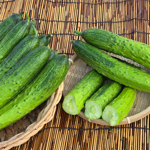 충북의 햇살을담은 백다다기 오이