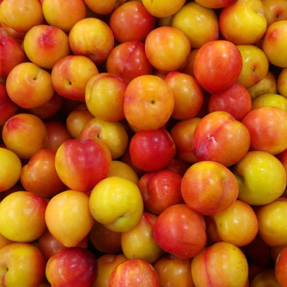 [산지직송] 경북 대석자두 [250g-1kg][익일출고]