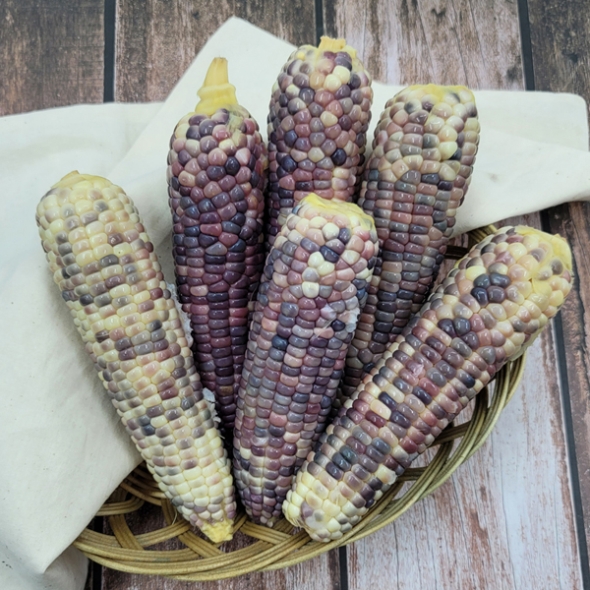 [정품] 국내산_곡성_찐 냉동 흑찰옥수수(3입) [2팩-7팩]