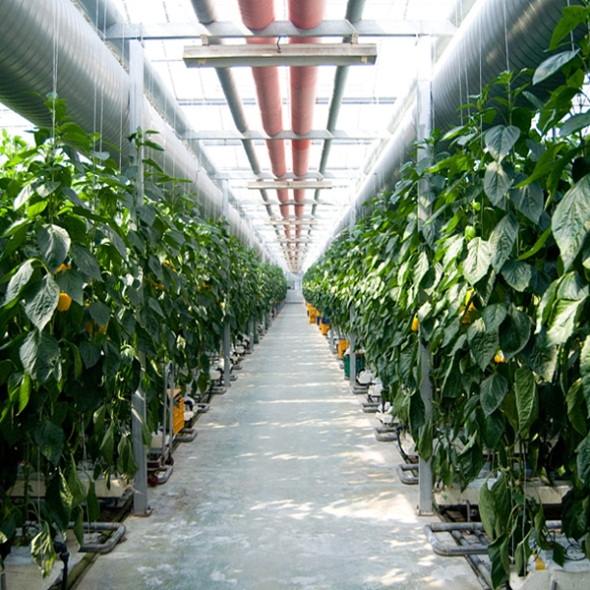 [농협] 한아름드린 신선 파프리카(빨강) 2kg/4kg(상/가정용)