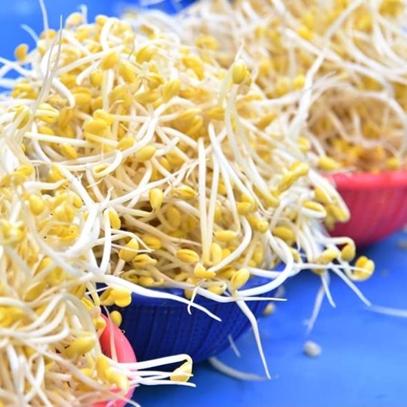 국내산 무농약 산소콩나물 1kg