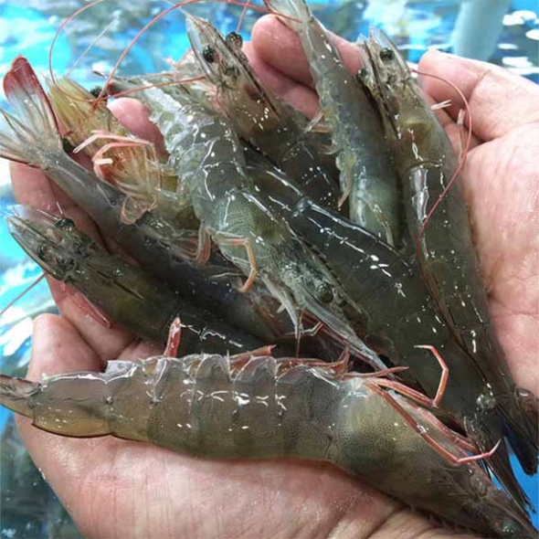 [제철수산물]흰다리새우(최)