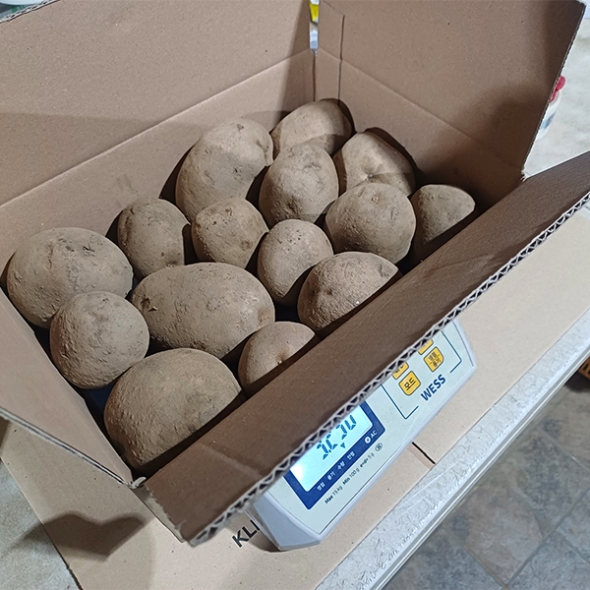 [보름데이] 유기농 강원도 햇  수미감자