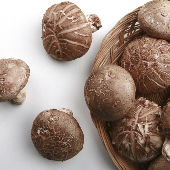 국산 생표고버섯 1kg