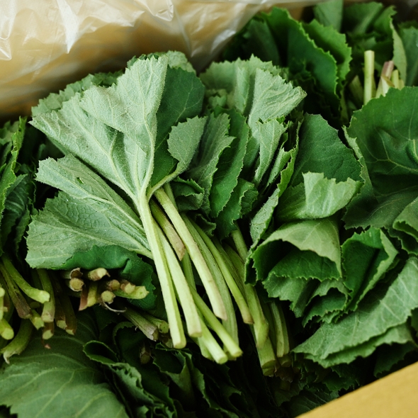 [오커브팜] 봄나물 거창 머위 하우스 머위 1kg 2kg