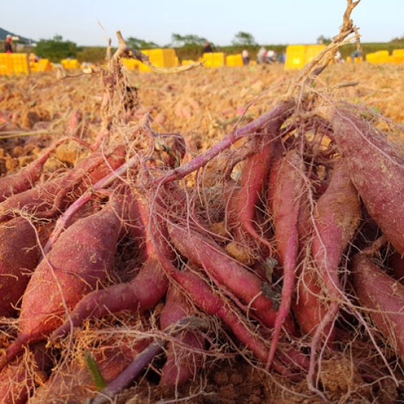 [영암 황토] 세척_베니하루카 햇 꿀밤 고구마 [2kg-5kg]