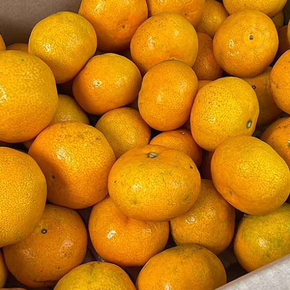 [감귤최고] 제주 조생귤 가정용 4.5kg 실속형