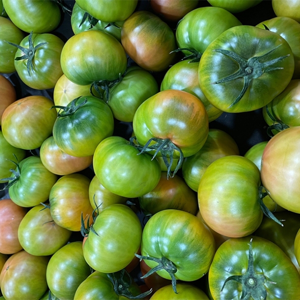 [보름데이] 미네랄 함유량이 많은 대저 토마토