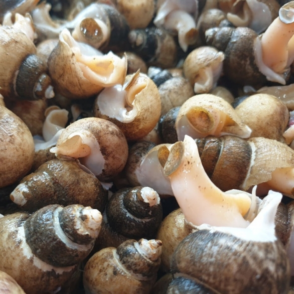 자연산 흑골뱅이 1kg  (기본, 대 ) 자숙