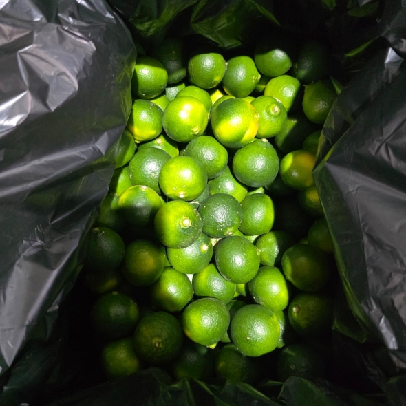 [제주] 산지직송 제주도 청귤 2kg/3kg/5kg/10kg