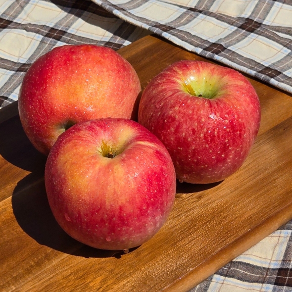 [부사] 아삭 꿀가득 사과 못난이 1KG (랜덤과)