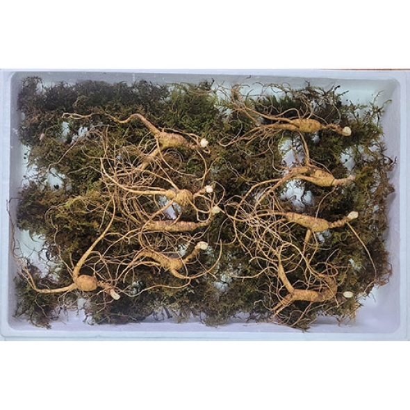 [보름데이] 이석철농가 11년근이상 산양 산삼 5뿌리