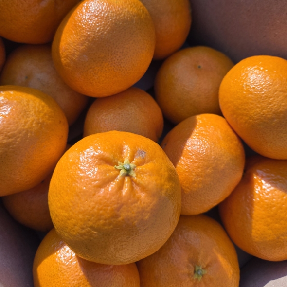 [제주햇살 담은] 제주 레드향 [2kg-5kg] [무지박스]