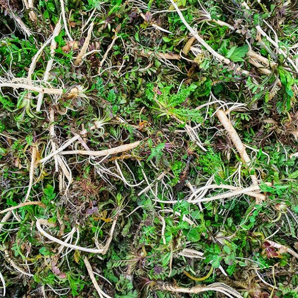 남해 세척냉이(푸)