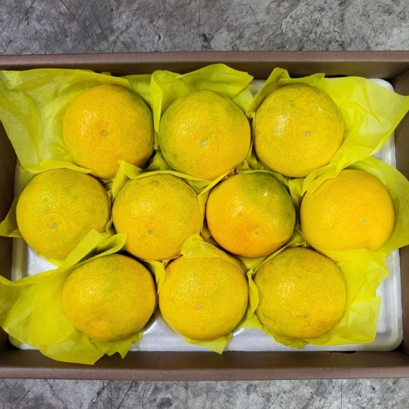  [에버] 황금향 선물세트 2kg/3kg/5kg