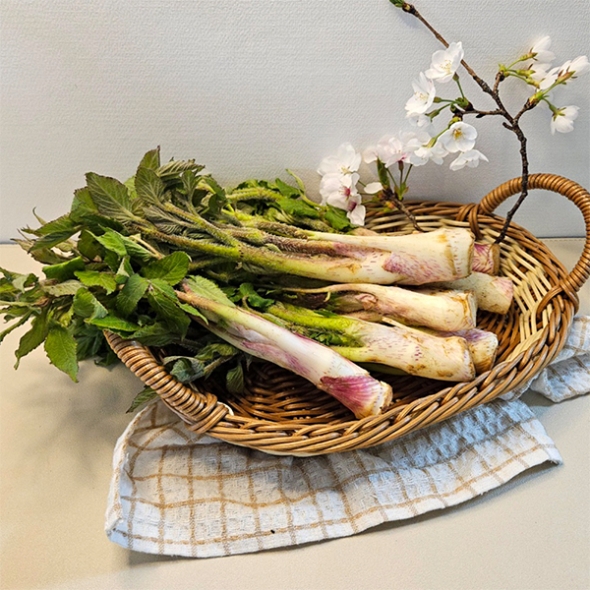 [보름데이] 남해  땅두릅(푸)