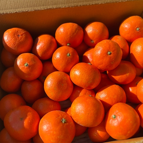 짙은 단맛의 귀한귤  홍미향