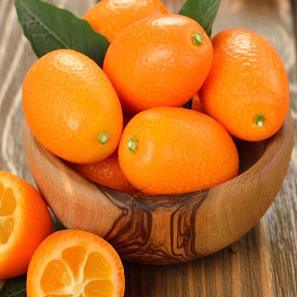 [특별할인][흙이음] 제주산 금귤 (낑깡) 대 사이즈