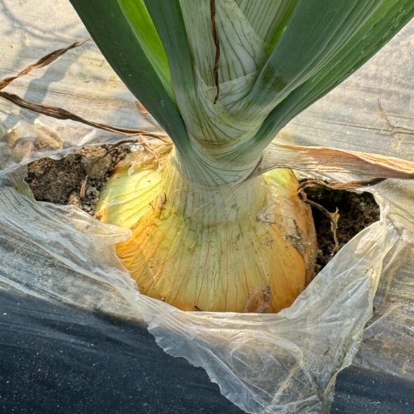 [만원의 행복] 품질보장 국내산창녕 고령 햇양파 중 대 특 3kg 5kg 10kg