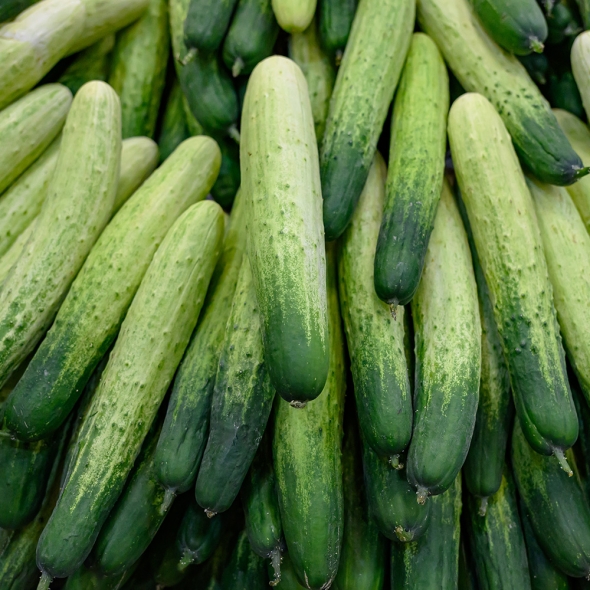 [오커늘푸] 수분 가득 백오이 아삭 하얀오이 1kg 2kg 3kg 5kg