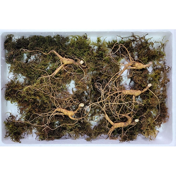 이석철농가 11년근이상 산양 산삼 9뿌리