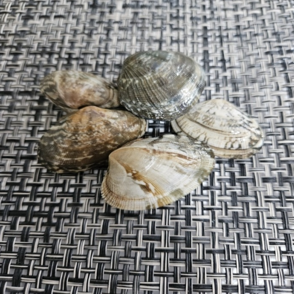 남해안 참바지락 1kg