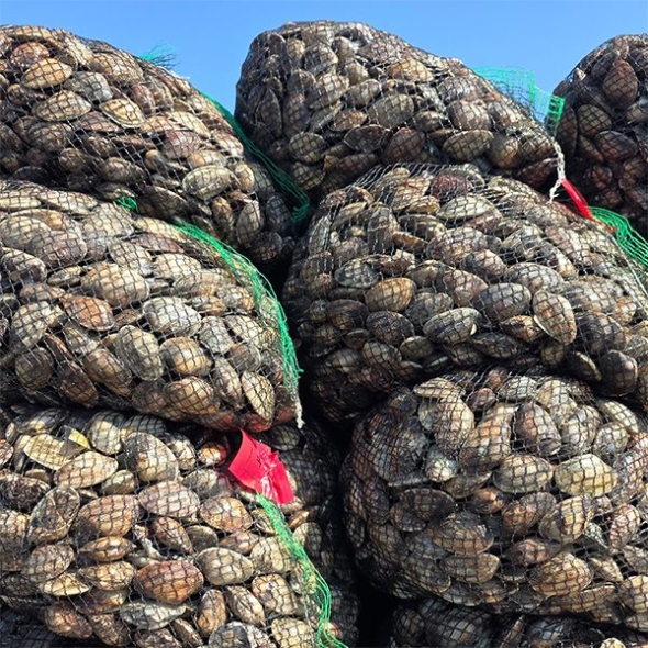 자연산 남해  활  바지락(푸)