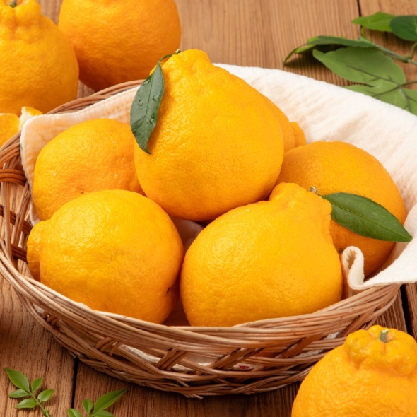 [심심상인] 산지직송 제주 한라봉 4.5kg