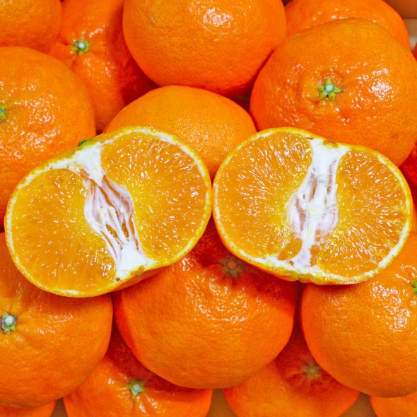 제주 레드향 2kg 중소과 외